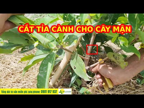Video KỸ THUẬT CẮT TỈA CÀNH VÀ CHĂM SÓC CHO CÂY MẬN - youtube