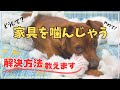 【犬しつけ】【噛む】なぜ家具を噛んでボロボロにするの？視聴者様からのコメントにお答えいたします。