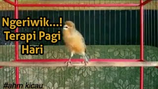 KENARI NGERIWIK PAGI HARI Cocok Buat Terapi Kenari