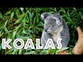 All About Koalas for Kids: Koalas for Children - FreeSchool