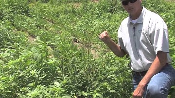 Identifying Palmer Amaranth in The Field