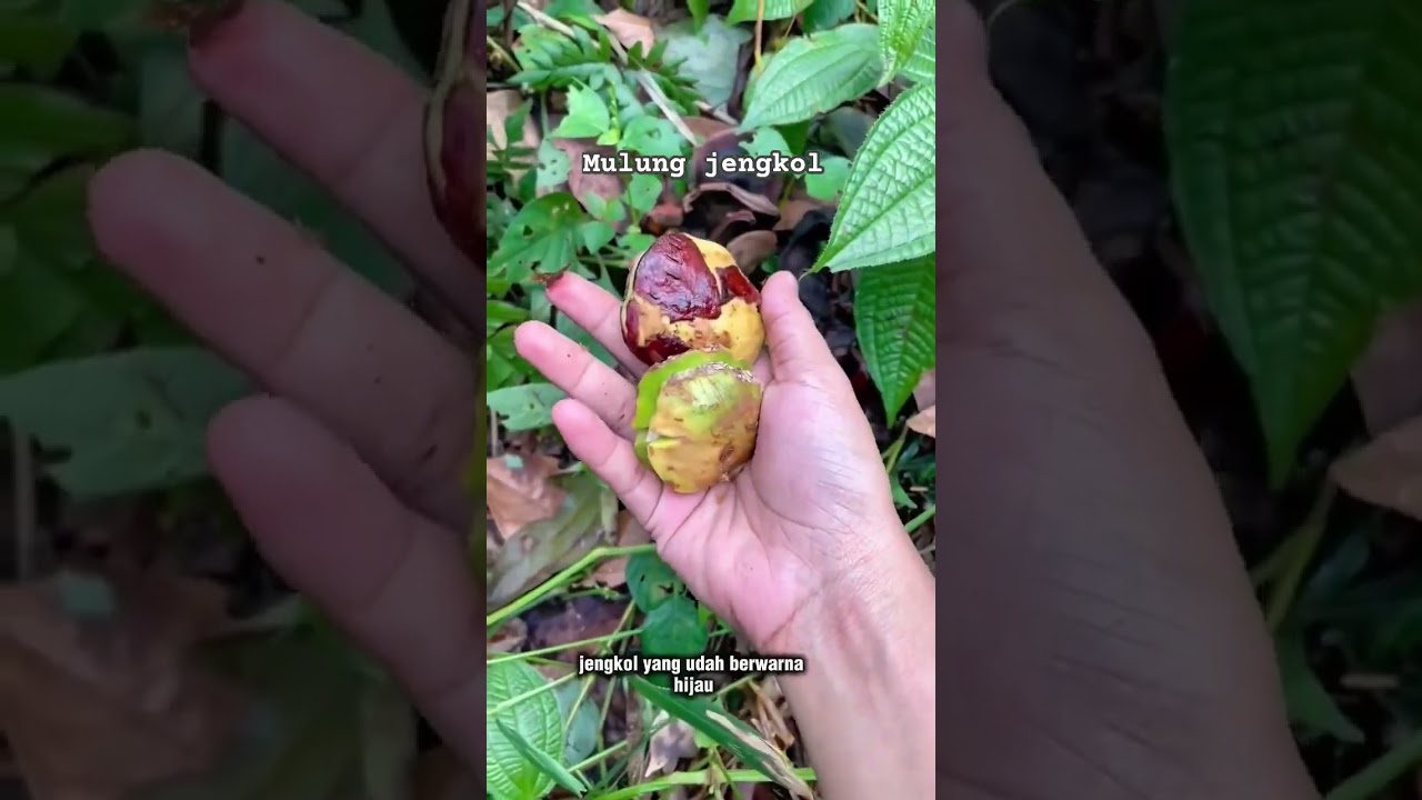 mulung jengkol #shorts #budidayatanaman #jengkol #pohon #vegetables #pertanian #garden #viral