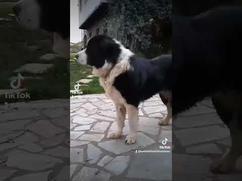 Ελληνικά Ποιμενικά Ηρακλής