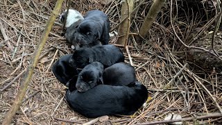 We finally got to see the puppies born in the woods at night. by Sevpati 24,784 views 2 months ago 22 minutes