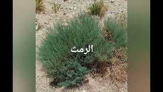 نبات صحراء الجزائر /الرجل الصحراوي