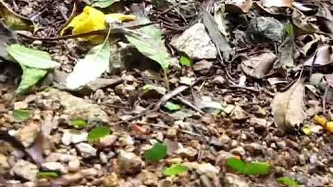 Dan Dunham - The Salad Ants of Roatan.  Cruise  2009