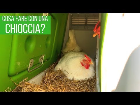 Video: Come Una Gallina Cova Le Uova