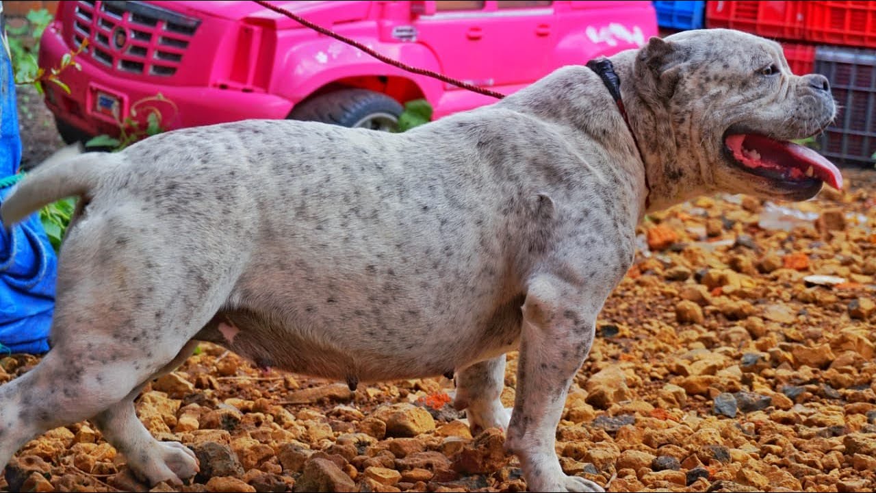 familia de american bullys, padres, hijos, hermanos