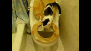 (Almost)Toilet Trained Cat Doing Number 2