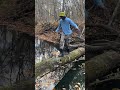 Do you think he will fall #nature #forest #foraging #shorts