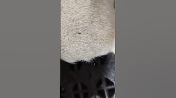 Them fleas just trying survive in this economy too. #dogbath #dog #flea #tutorial #doggroomer