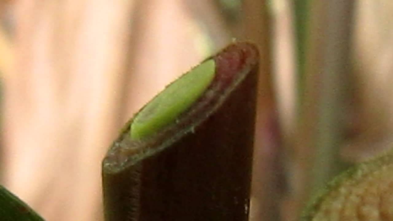 Watch a plant grow in seconds! - YouTube