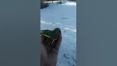 Ловля птиц, зеленушка