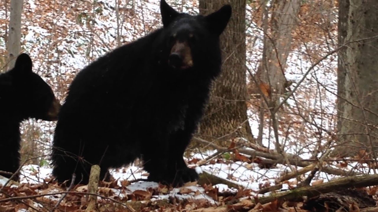 Mama black bear with cubs - YouTube