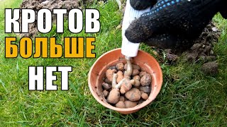 видео: Как избавиться от кротов. Как поймать крота на участке. Дачные советы, хитрости картинка: Как избавиться от кротов. Как поймать крота на участке. Дачные советы, хитрости