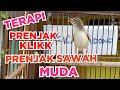 Pancingan Prenjak Ciblek Sawah Prenjak Klik Bahan Kicau Pidong Mp3 - Mp4 Download