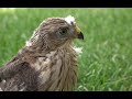 Falconry: Baby Sharp-shinned hawk