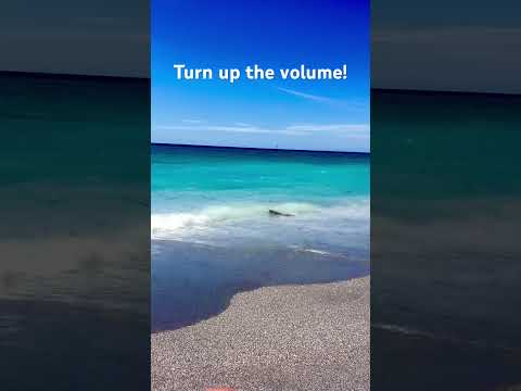 Day at Sharky’s on the Pier, Venice Beach! #venice #venicebeach #florida #floridalife #beach