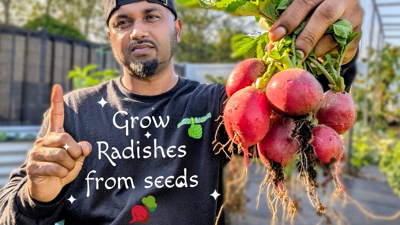 How To Grow Radishes From Seed To Harvest #garden #plants How To Grow Radishes From Seed To Harvest #garden #plants