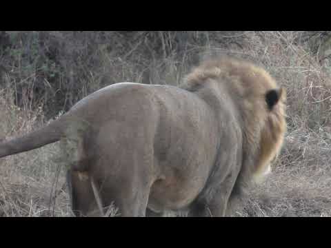 lions-versus-wild-dogs---still-alive