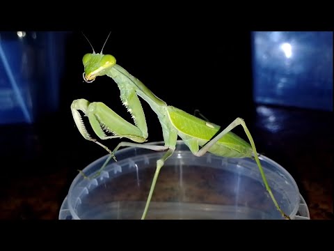 Богомолы (Mantises).