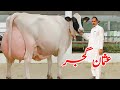 Mashallah Dairy Farm | American Cows | HF Cows | Biggest Milking Cows for sale in Punjab