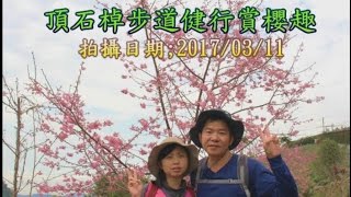 頂石棹步道櫻花大盛開