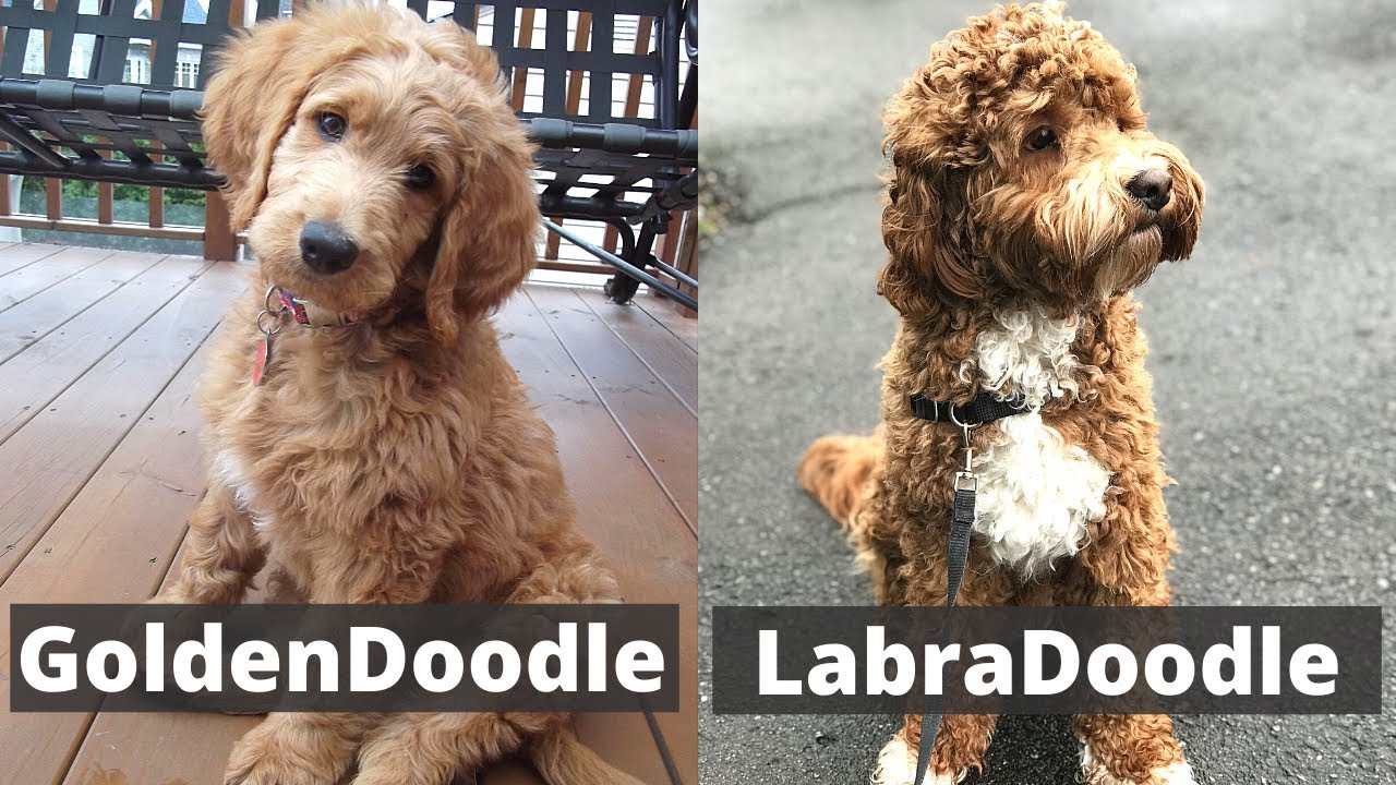 difference between labradoodle and goldendoodle