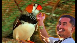 Adding Fresh Genetics to Our Zebra Finch Colony