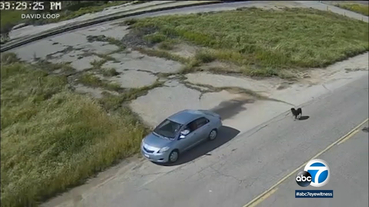 Video captures 2 incidents in which dogs are abandoned, dumped on side of road in Rubidoux