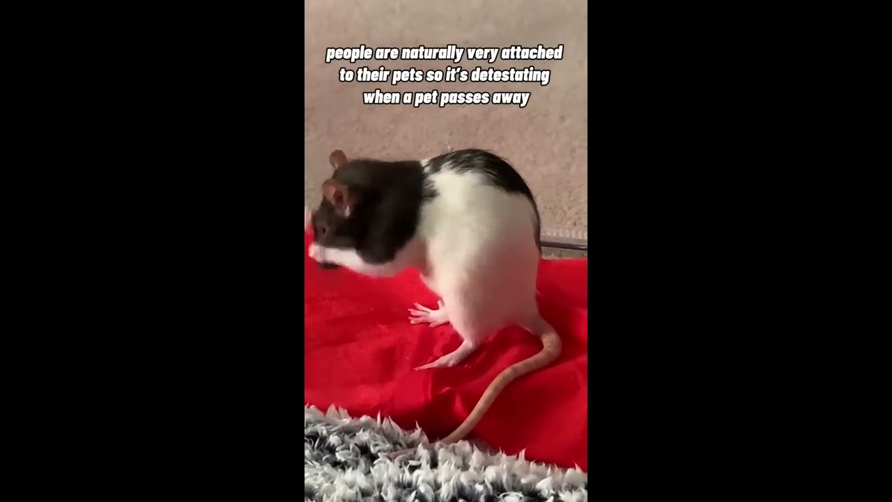 How I Deal With My Pet Rats’ Short Lifespans