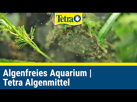 Algen im Aquarium bekämpfen . | FunnyDog.TV