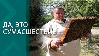 Гладит пчёл и собирает тонны мёда! У этого пасечника даже дом в виде соты! // Как нужно любить пчёл?