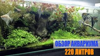 видео: Обзор аквариума на 220 литров + случай про скалярий картинка: Обзор аквариума на 220 литров + случай про скалярий