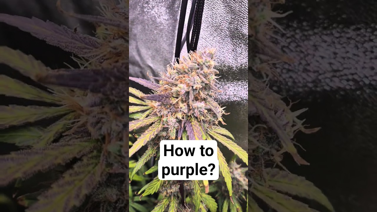 Warum färbt sich unsere Pflanze jetzt lila? 🍇 | Grow Education 