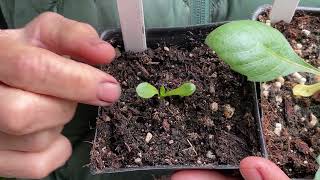 217. Understanding Cot Leaves on Dahlia Seedlings.