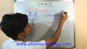 DNA polymerase 3