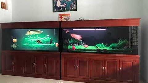 2 Hồ cá rồng thi công tại nhà chú Đức  Biên Hòa - Đồng Nai