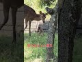 懐旧、舟木一夫さん「幸せを抱こう」。本日、岐阜県垂井町で野生の小鹿(バンビ)ちゃんがお生まれになりました〜、おめでとうございます。まだ生まれたばかりで胎盤や羊膜を綺麗にしてあげてました〜。