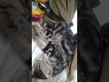 kangen sama induknya..sampai2 tiap gue pulang kantor dia naik ke badan gue n tertidur