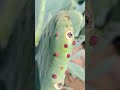 مراعاة نقاط الإثمار عند تقليم أشجار التين الشوكي مراعاة نقاط الإثمار عند تقليم أشجار التين الشوكي