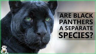 Are Black Panthers Really A Separate Species?