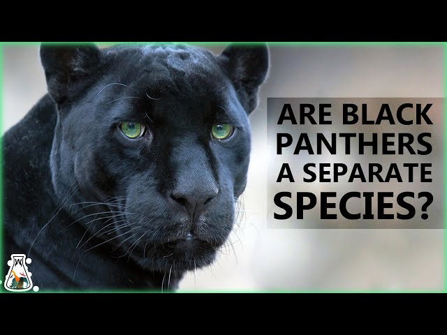 Are Black Panthers Really A Separate Species? - YouTube