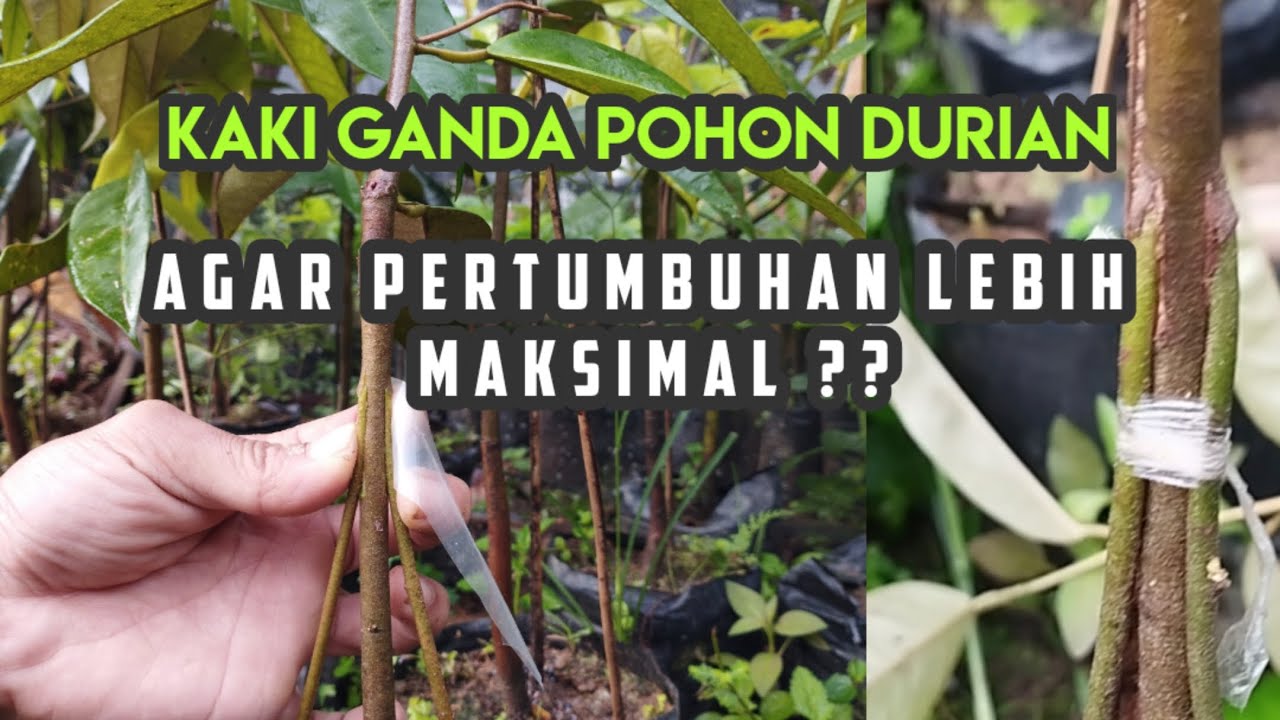 cara mudah membuat kaki ganda bibit durian || kaki tambahan pohon durian sambung pucuk