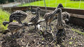 Emu Chicks on a Field Trip