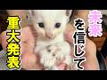 【重大発表】生後1ヶ月170gで保護した子猫の未来を信じて