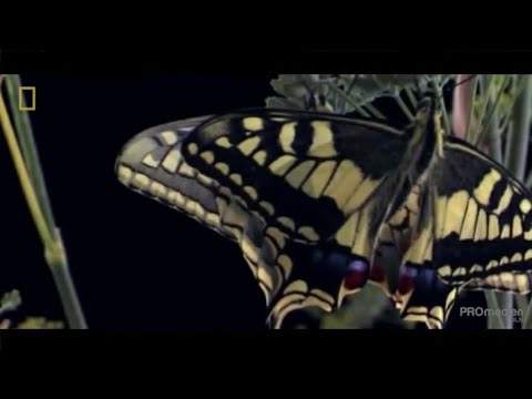 Olağanüstü Dünya: Kelebekler ve böceklerin ilginç yaşamı/Türkçe Belgesel