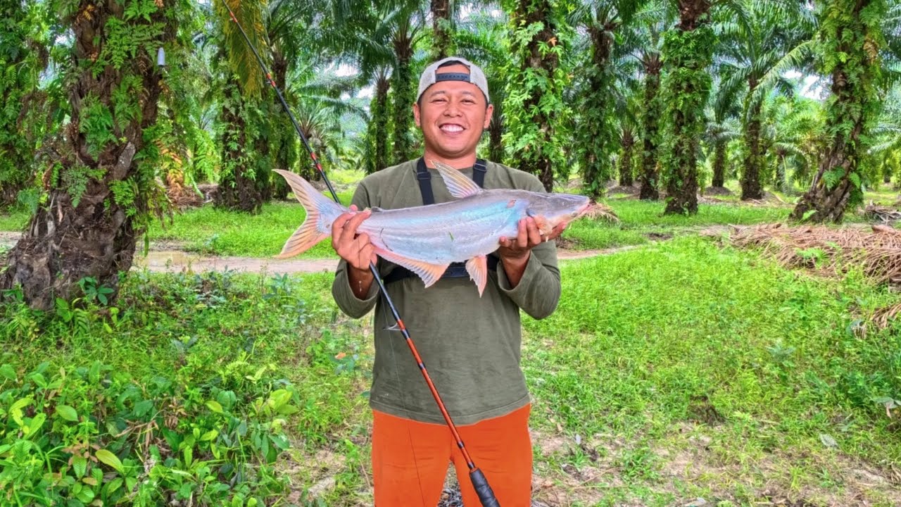 Umpan sakti masih memberi poin pantin babon sungai rokan