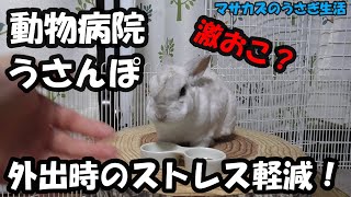 動物病院、うさんぽに出かける時にうさぎのストレスを抑える方法