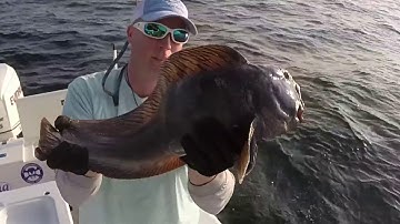 Cod Haddock, Pollock of Maine in 2016